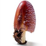 Mushroom Identification Guide eBook – University Press Kansas-0
