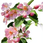 Ohio University Press Midwest Gardening Guide Kindle 449‑Page eBook-0