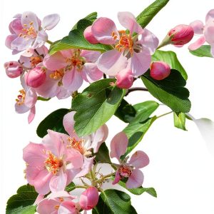 Ohio University Press Midwest Gardening Guide Kindle 449‑Page eBook-0